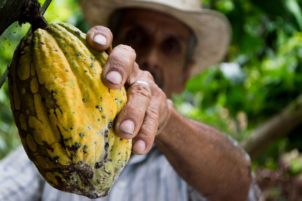 Unrefined Cocoa Butter benefits