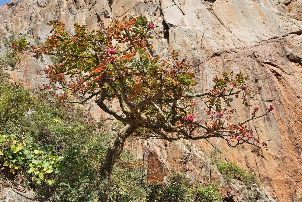 Frankincense essential oil benefits