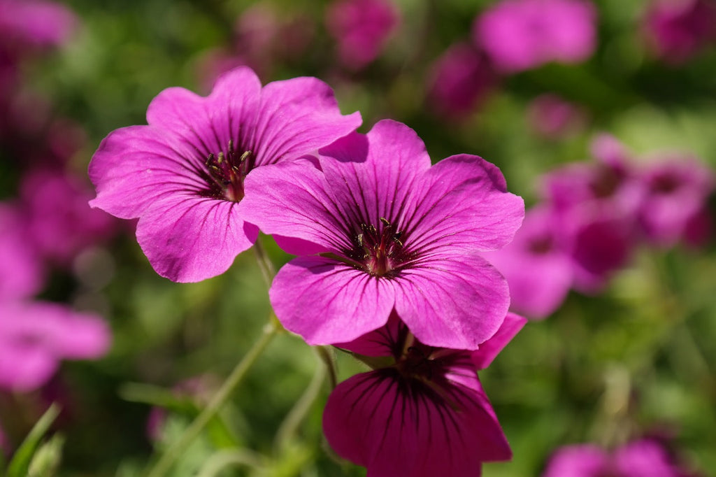 Geranium essential oil benefits