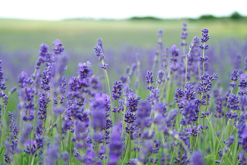 Lavender essential oil benefits