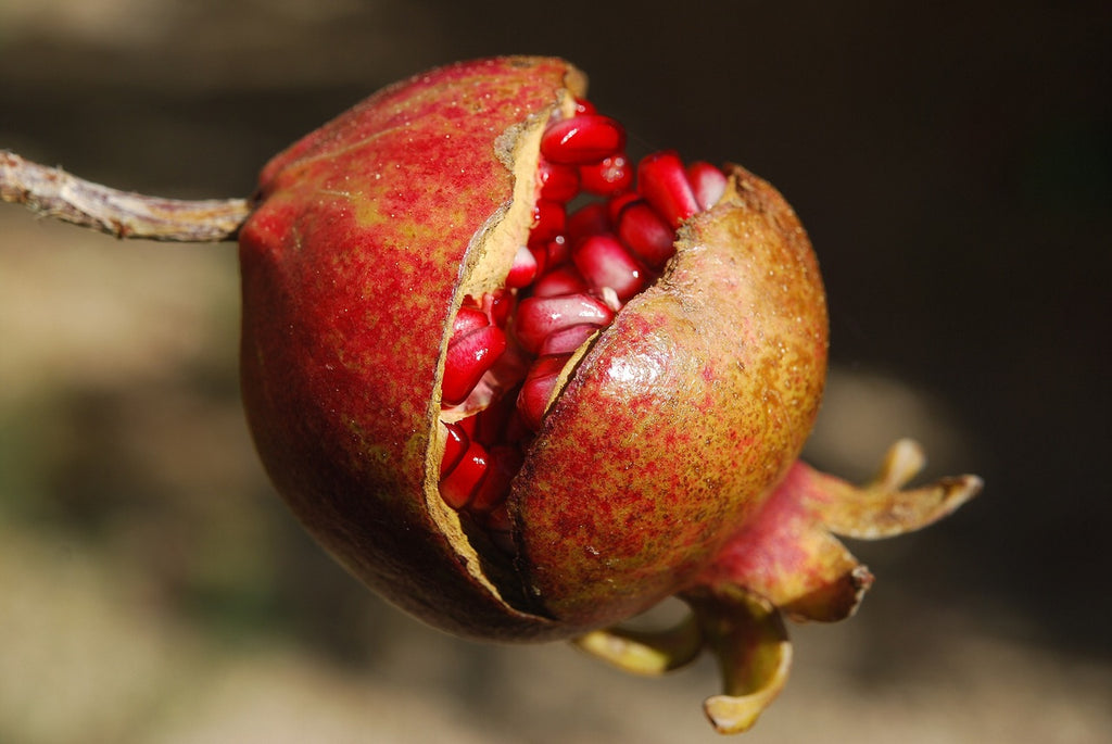 Pomegranate seed oil benefits