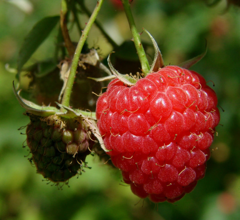 Raspberry seed oil benefits