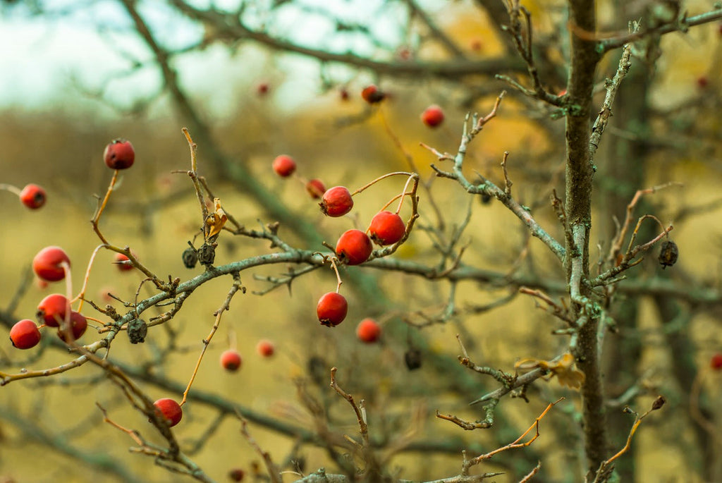 Rosehip oil benefits