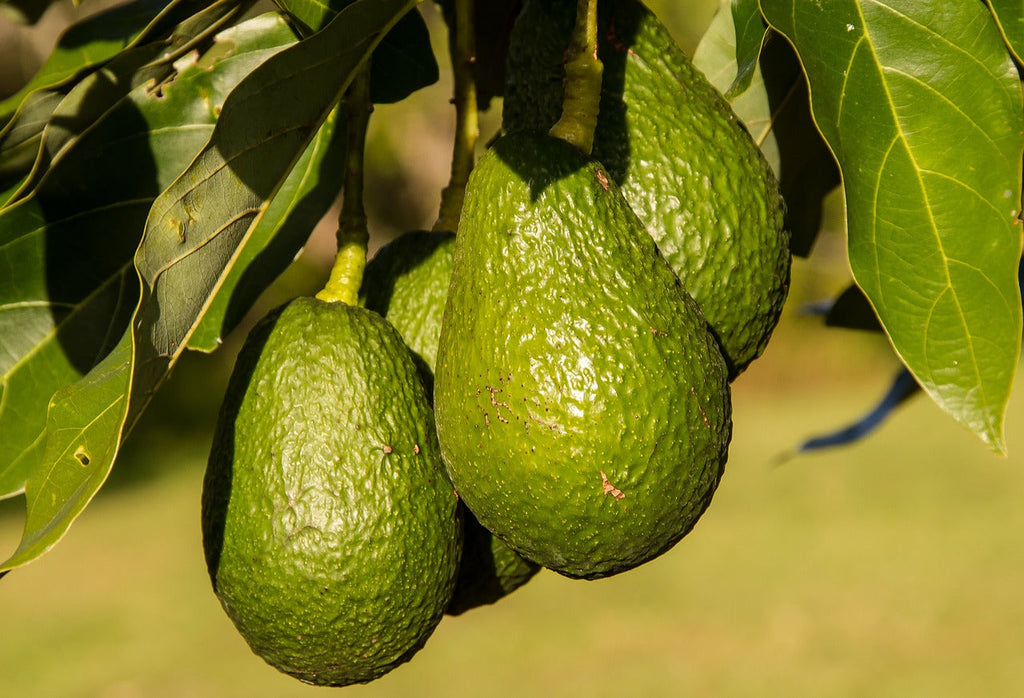 Avocado oil benefits