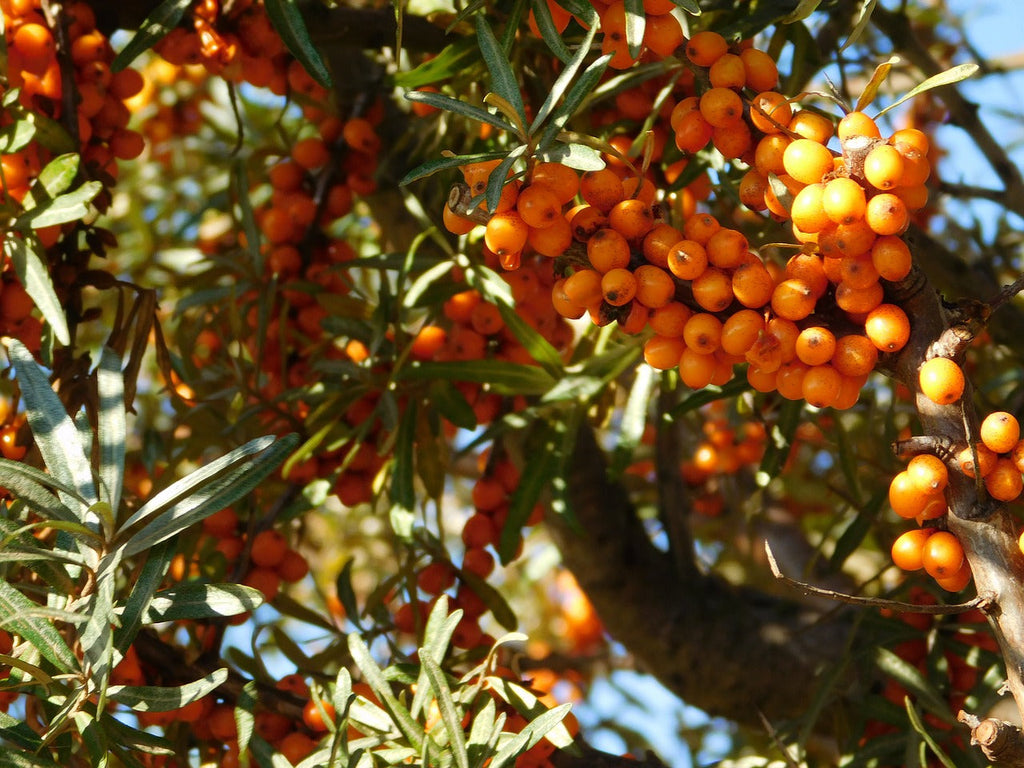 Sea Buckthorn Oil Skincare Benefits
